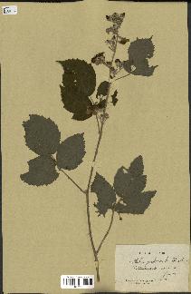 spécimen de Rubus pubicaulis