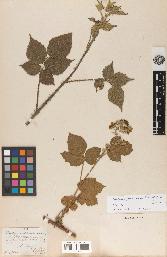 spécimen de Rubus pubicaulis