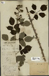 spécimen de Rubus pubescens