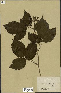 spécimen de Rubus pseudopsis
