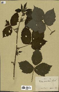 spécimen de Rubus pseudopsis