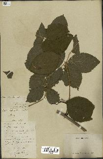 spécimen de Rubus nessensis