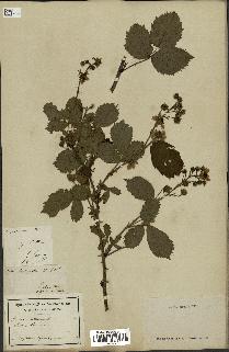 spécimen de Rubus sulcatus