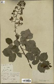 spécimen de Rubus propinquus