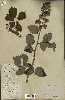 spécimen de Rubus propinquus