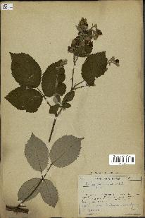 spécimen de Rubus propinquus