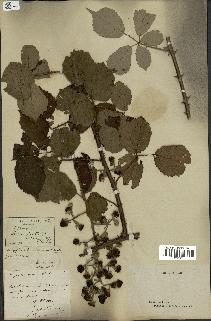 spécimen de Rubus propinquus