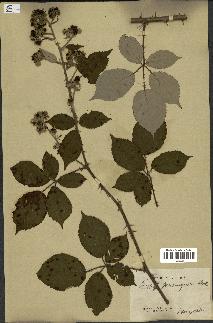 spécimen de Rubus propinquus