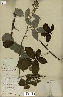 spécimen de Rubus schultzii