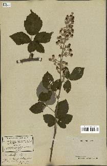 spécimen de Rubus schultzii