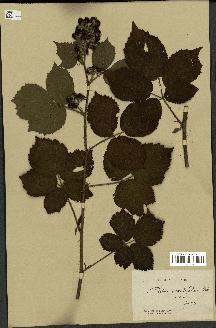 spécimen de Rubus cavatifolius