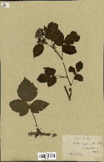 spécimen de Rubus carpinifolius