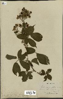 spécimen de Rubus carpinifolius