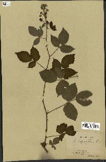 spécimen de Rubus carpinifolius