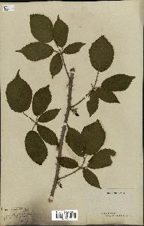 spécimen de Rubus carpinifolius