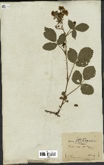 spécimen de Rubus carpinifolius