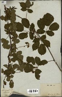 spécimen de Rubus carpinifolius