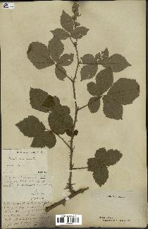 spécimen de Rubus carpinifolius