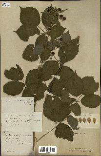 spécimen de Rubus carpinifolius