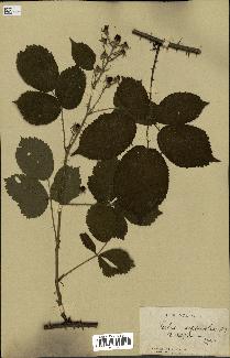 spécimen de Rubus carpinifolius