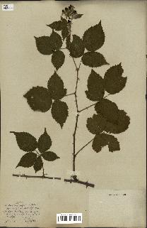 spécimen de Rubus carpinifolius