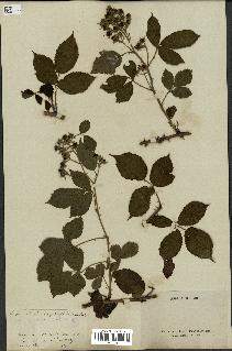 spécimen de Rubus carpinifolius