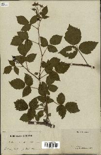 spécimen de Rubus carneistylus