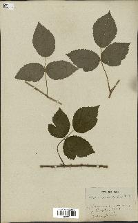 spécimen de Rubus carneistylus