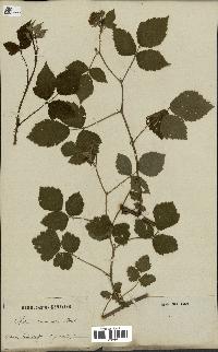 spécimen de Rubus carneistylus