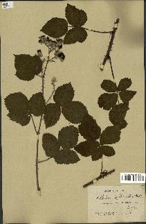 spécimen de Rubus callianthus