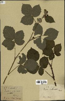 spécimen de Rubus callianthus