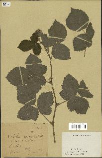 spécimen de Rubus caesius