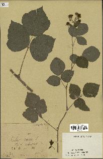 spécimen de Rubus caesius