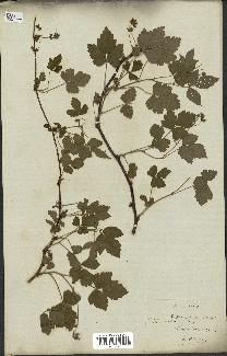 spécimen de Rubus caesius