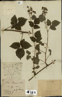 spécimen de Rubus caesius