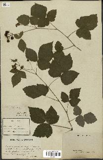 spécimen de Rubus caesius