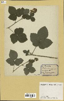 spécimen de Rubus caesius