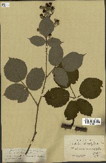 spécimen de Rubus cardiophyllus