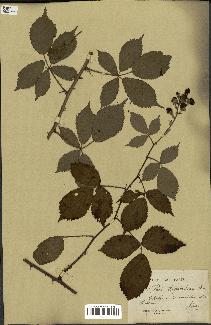 spécimen de Rubus candicans