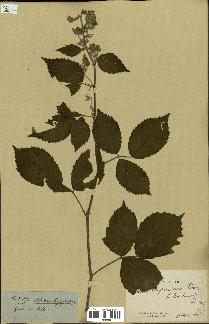 spécimen de Rubus candicans