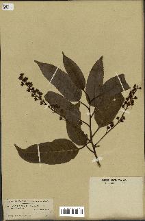 spécimen de Prunus lusitanica