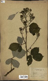 spécimen de Rubus procerus
