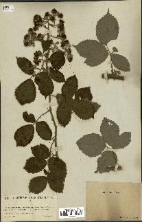 spécimen de Rubus prolongatus