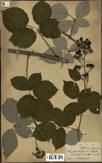 spécimen de Rubus procerus