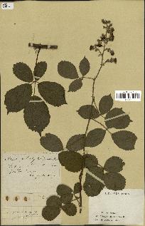 spécimen de Rubus podophyllos