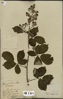 spécimen de Rubus platypetalus