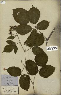 spécimen de Rubus piletostachys