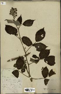 spécimen de Rubus piletostachys