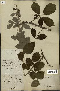 spécimen de Rubus piletostachys