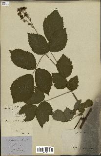 spécimen de Rubus piletostachys